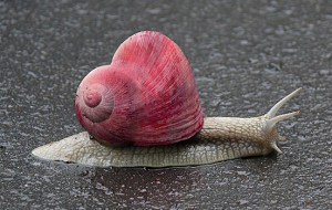 snail