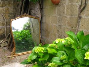 Di New Dawn, forum.giardinaggio.it