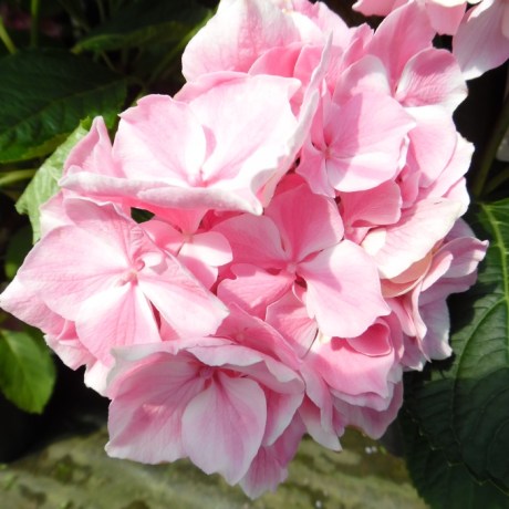 hydrangea-macrophylla-la-vie-en-rose-h--[2]-202-p